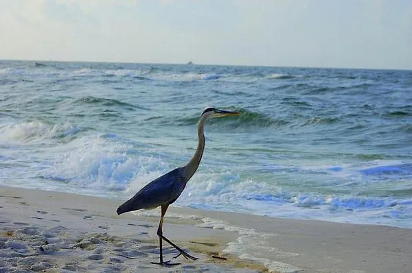 Alabama Sands 9 By Albvr - Walk To Beach, Pool, And Little Lagoon! Apartment *